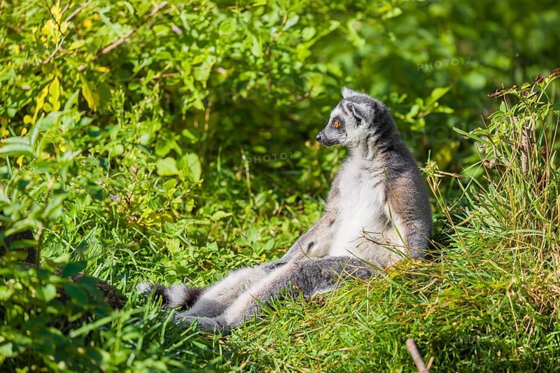 A ring-tailed lemur (Lemur catta) sits in the green tall grass enjoying the sun