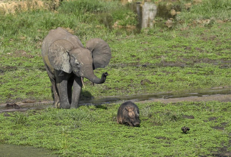 African forest elephant (Loxodonta cyclotis) and giant forest hog (Hylochoerus meinertzhageni) in the Dzanga Bai forest clearing, Dzanga-Ndoki National Park, Unesco World Heritage Site, Dzanga-Sangha Complex of Protected Areas (DSPAC), Sangha-Mbaéré Prefecture, Central African Republic