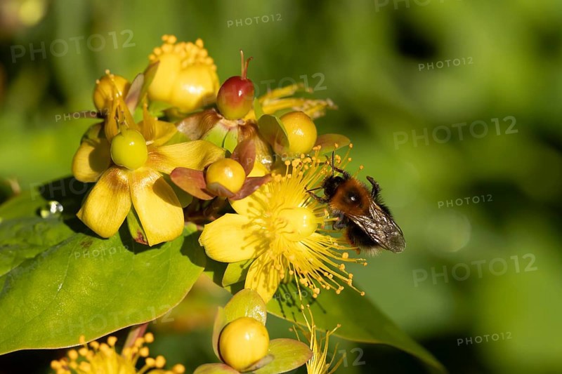 Buff tailed bumblebee (Bombus hortorum) adult bee feeding on a St.John's wort flower in an urban garden in summer, England, United Kingdom