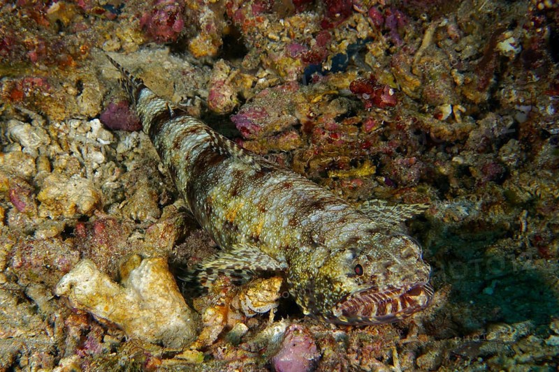 A well camouflaged gracile lizardfish (Saurida gracilis), bony fish, lying on a rocky seabed, merging with its surroundings, dive site SD, Nusa Ceningan, Nusa Penida, Bali, Indonesia