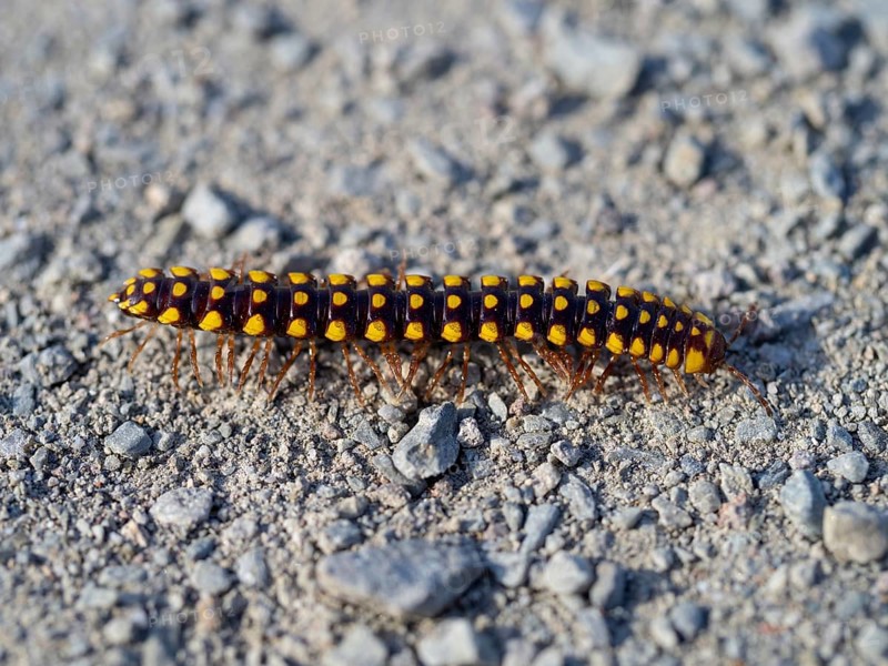 Turkish millipede, (Melaphe vestita), millipede, milipede, insect, animals, Lesbos, Lesbos Island, Greece