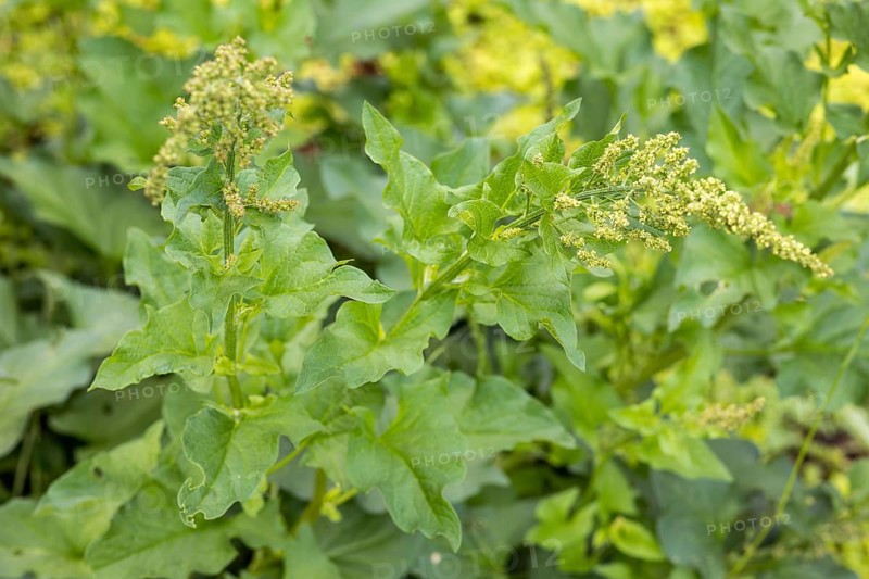 Good Henry (Blitum bonus-henricus) in the historic apothecary garden next to the ruins of the Heilig Kreuz monastery, Meissen, Saxony, Germany