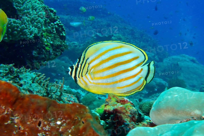A bright yellow and white striped orange Banded butterflyfish (Chaetodon ornatissimus) in the coral reef, dive site SD, Nusa Ceningan, Nusa Penida, Bali, Indonesia
