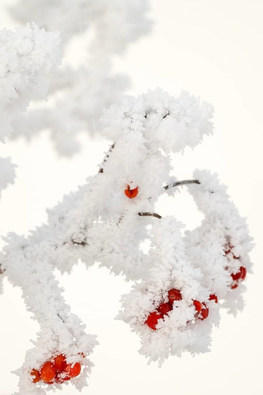 Guelder rose (Viburnum opulus), Schlitters, Tyrol, Austria