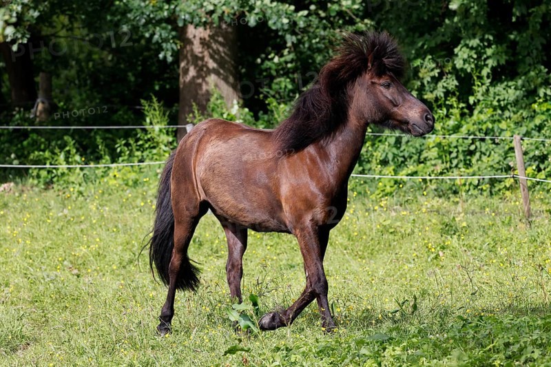 Icelandic horse (Equus islandicus), gelding, Schleswig-Holstein, Germany
