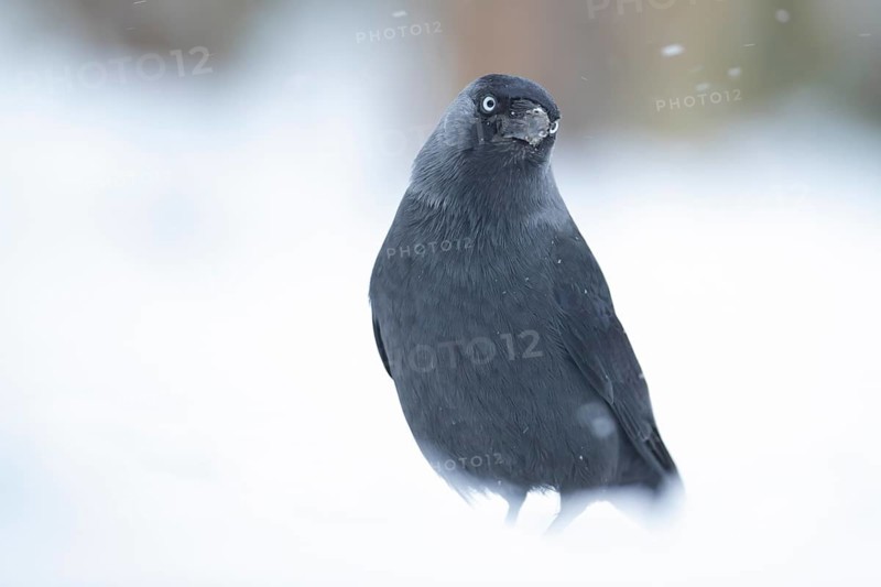 Jackdaw (Corvus monedula) adult bird in a snow covered garden in winter, England, United Kingdom