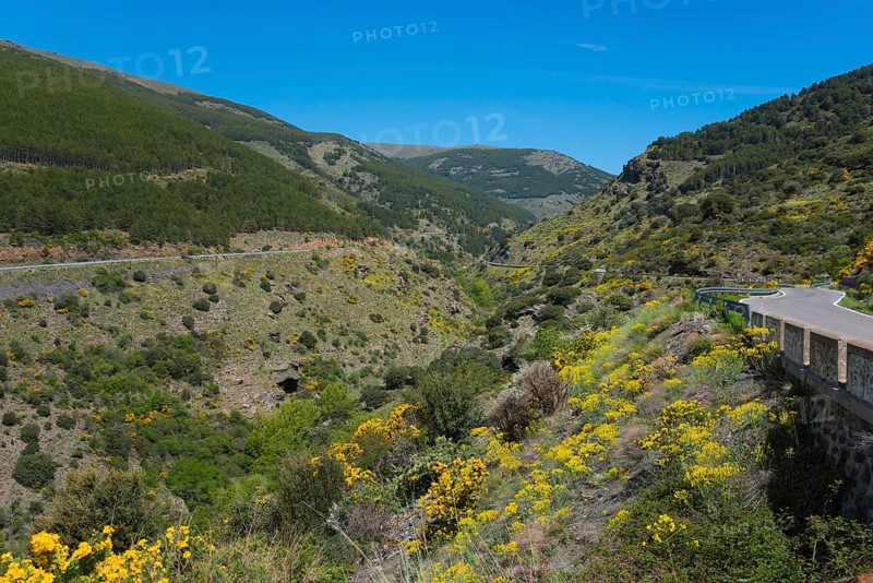 Road winds through a mountainous landscape full of blooming yellow flowers, AL-5402, north of Bayárcal, Bayarcal, Almería province, Almeria, Andalusia, Spain