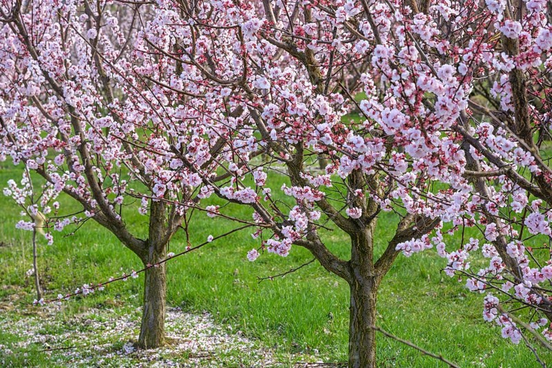 Peach trees in bloom, Paudorf, Lower Austria, Austria