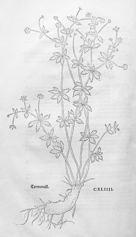 Erect cinquefoil, tormentil (Potentilla erecta), woodcut by Leonhart Fuchs, from New Kreüterbuch, neues Kräuterbuch, Michael Isingrin, Basel, Switzerland, 1543
