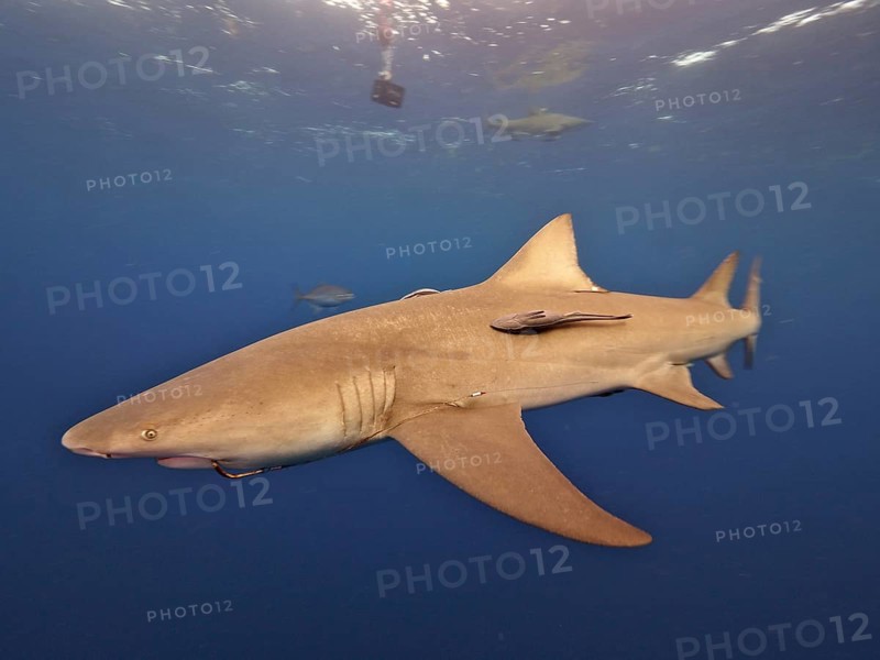 Lemon shark (Negaprion brevirostris) with fishhook in its mouth, dive site Lemon Drop, Riviera Beach, Florida, USA, North America