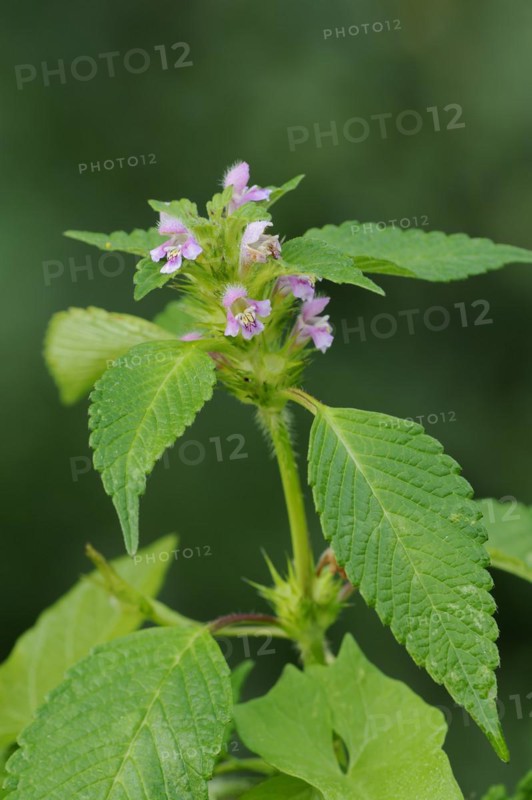 Common hemp-nettle (Galeopsis tetrahit), flowering, North Rhine-Westphalia, Germany
