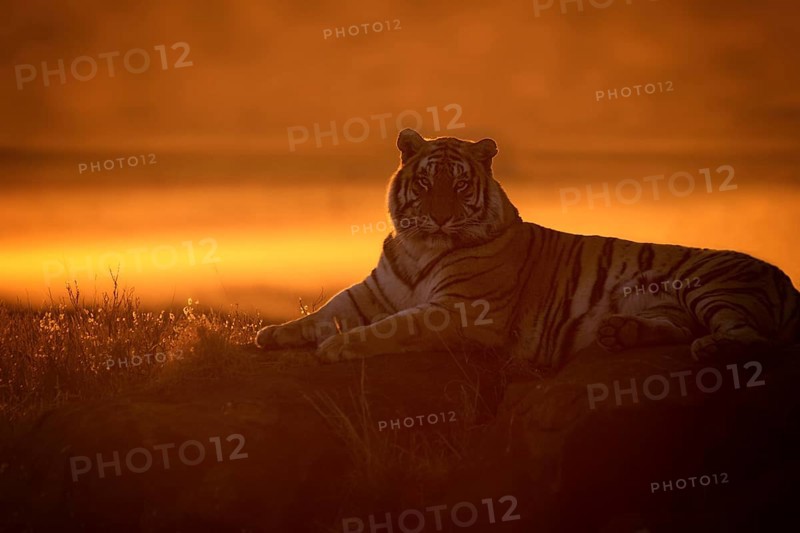 Bengal Tiger (Panthera tigris) adult silhouette in sunset, captive, Philippolis, South Africa