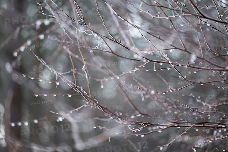 Branches of bog birch (Betula pubescens) with frozen water drops, detail, macro, close up, filigree structure, shallow depth of field, Germany