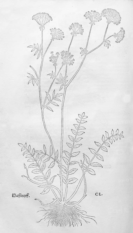 Berula erecta (Berula erecta), woodcut by Leonhart Fuchs, from New Kreüterbuch, neues Kräuterbuch, Michael Isingrin, Basel, Switzerland, 1543