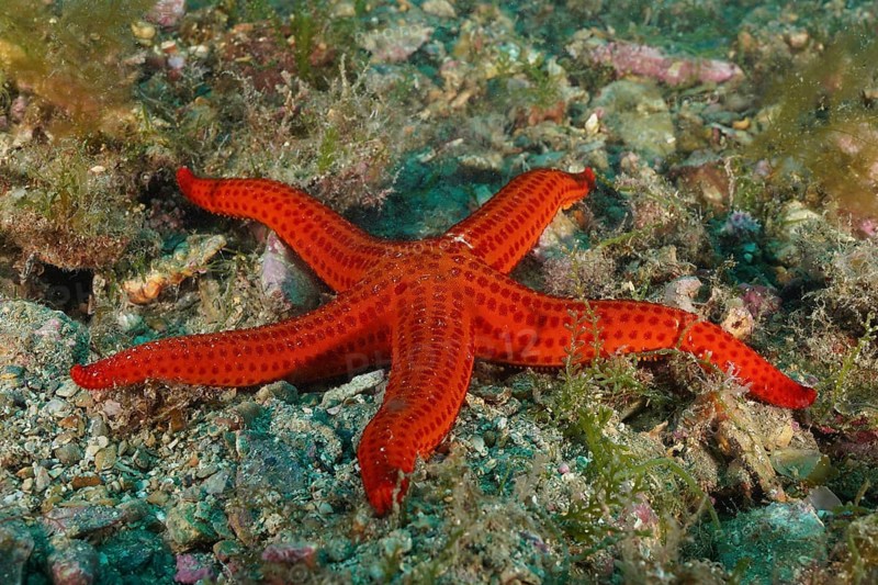 Orange-coloured starfish (Hacelia attenuata) on a rocky seabed. Dive site Marine reserve Cap de Creus, Rosas, Costa Brava, Spain, Mediterranean Sea