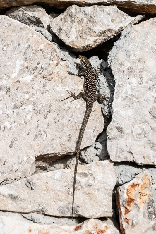 Sicilian wall lizard (Podarcis waglerianus), Sicily, Italy