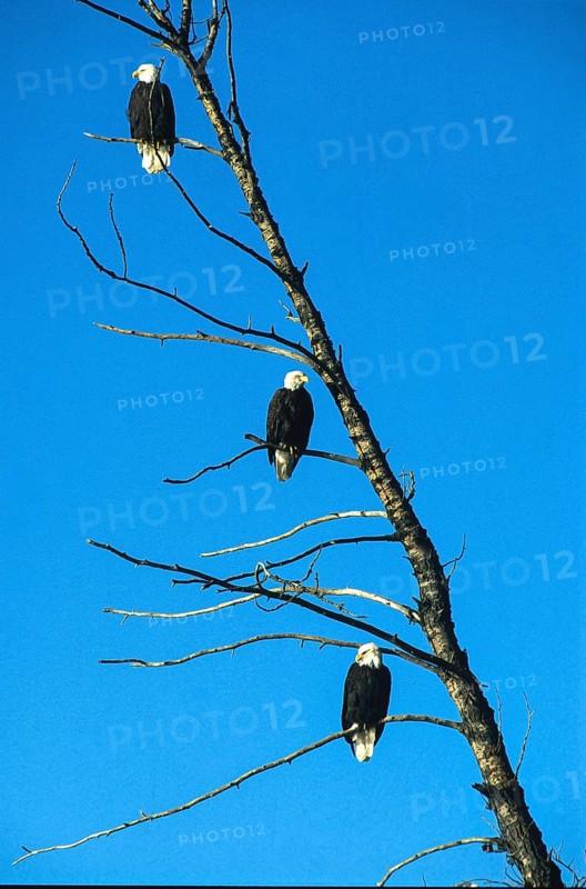 Bald eagle (Haliaeetus leucocephalus), eagle perched and hunting for salmon, in the Chilkat Valley near Haines, Alaska, USA