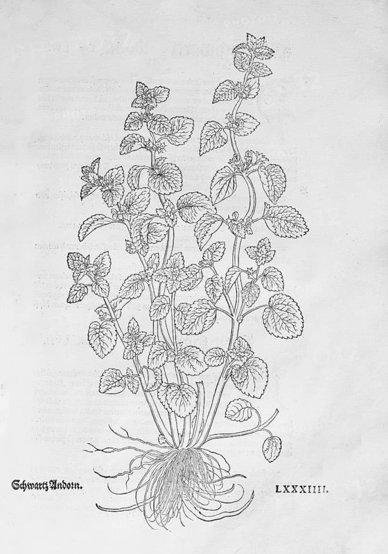 Black nettle (Ballota nigra), woodcut by Leonhart Fuchs, from New Kreüterbuch, neues Kräuterbuch, Michael Isingrin, Basel, Switzerland, 1543