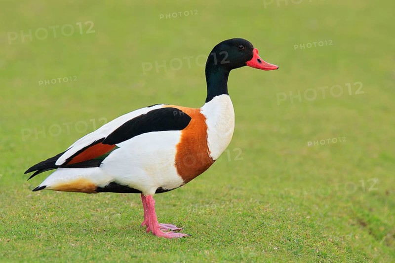 Common Shelduck (Tadorna tadorna), Texel, Netherlands