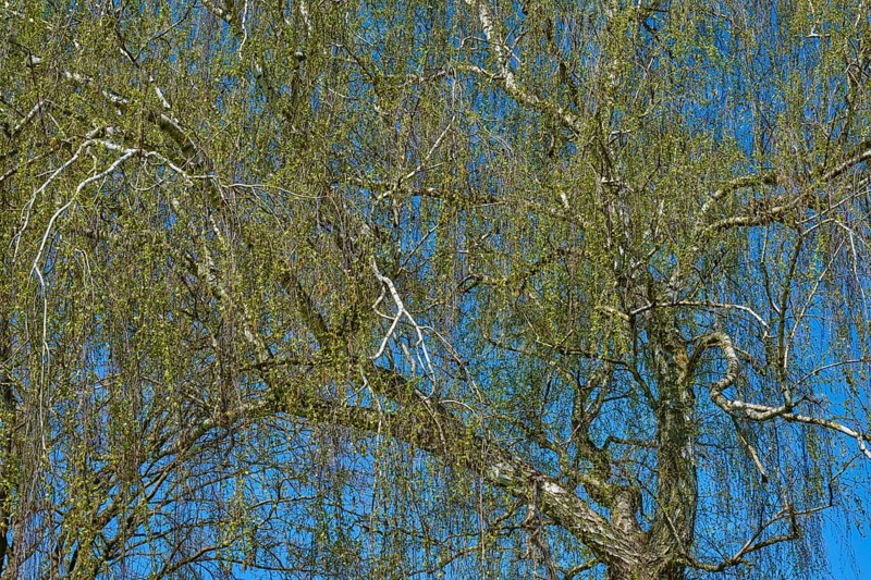 Detailed view of birch tree branches in front of a clear blue sky, Seckmauern, Lützelbach, Odenwald, Hesse, Germany