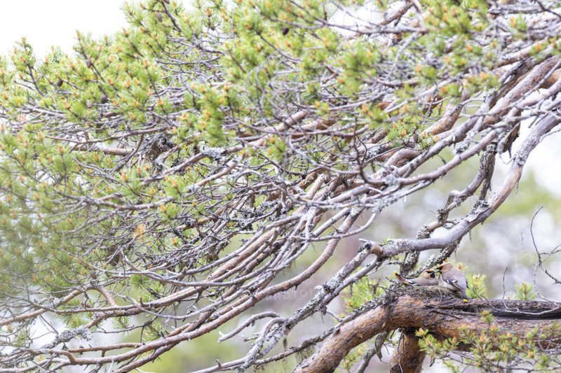 Bohemian waxwing (Bombycilla garrulus), breeding pair mating on nest, Pelkosenniemi, Pyhä-Luosto National Park, Lapland, Finland