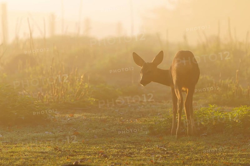 A young male roe deer (Capreolus capreolus) stands on a green meadow against the light at sunrise in a light morning mist