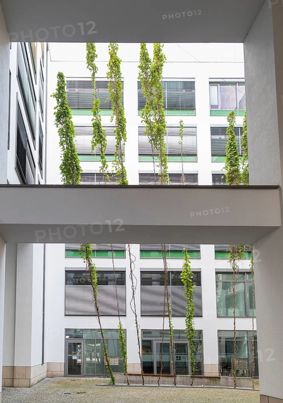 Green inner courtyard with climbing plants, Postplatz, Dresden, Saxony, Germany