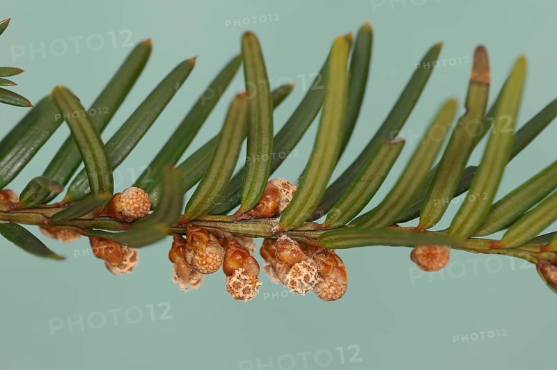 English yew (Taxus baccata), branch with male flowers, North Rhine-Westphalia, Germany