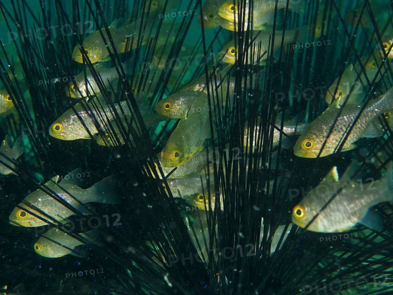 A group of bannerfin cardinalfish (Ostorhinchus hoevenii) swimming between the long spines of diademed sea urchins (Diadema setosum), dive site Secret Bay, Gilimanuk, Bali, Indonesia