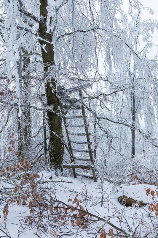 High seat in the winter forest, the trees are thickly decorated with snow and hoarfrost on the summit of the Czorneboh in Upper Lusatia, Saxony, Germany