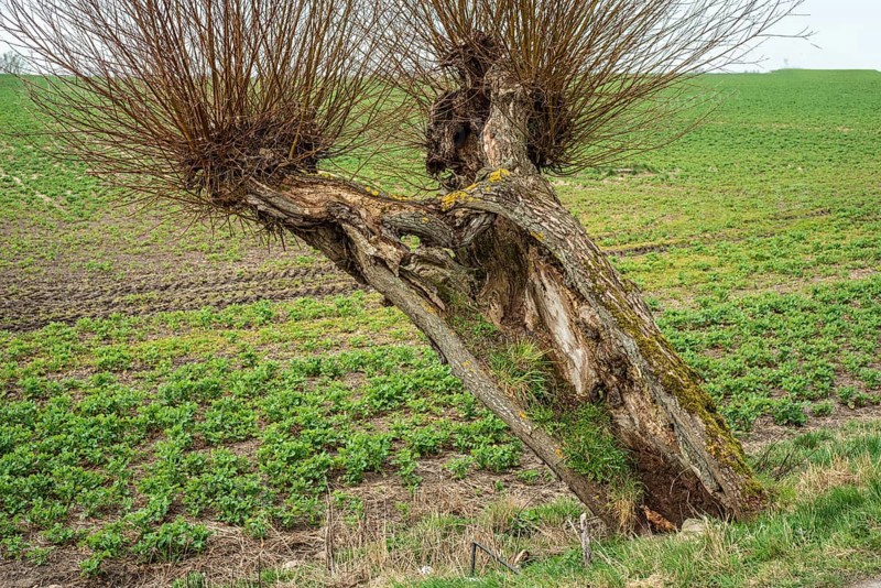 Very old, but living willow tree (Salix) in Skurup Municipality, Skåne County, Sweden, Scandinavia