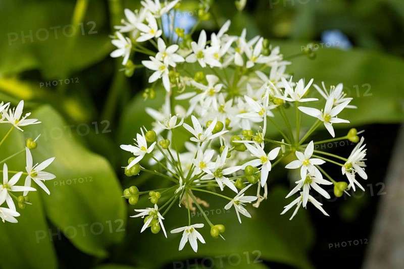 White wild garlic flowers (Allium ursinum) and buds against a green background in nature, Neunkirchen, Lower Austria, Austria