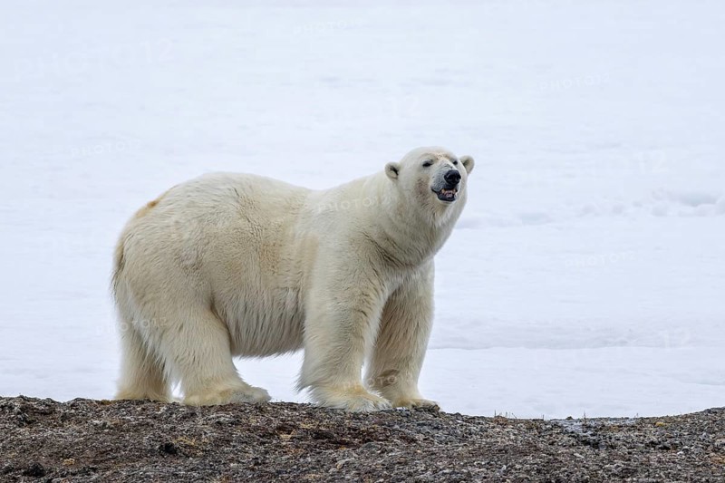 Lone polar bear (Ursus maritimus) hunting on the tundra along the Svalbard coast in late summer, Spitsbergen, Norway
