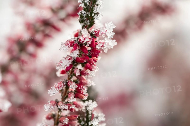 Ice crystals from roarfrost on a winter-flowering heather (Erica carnea) branch at sunshine in winter, Bavaria, Germany