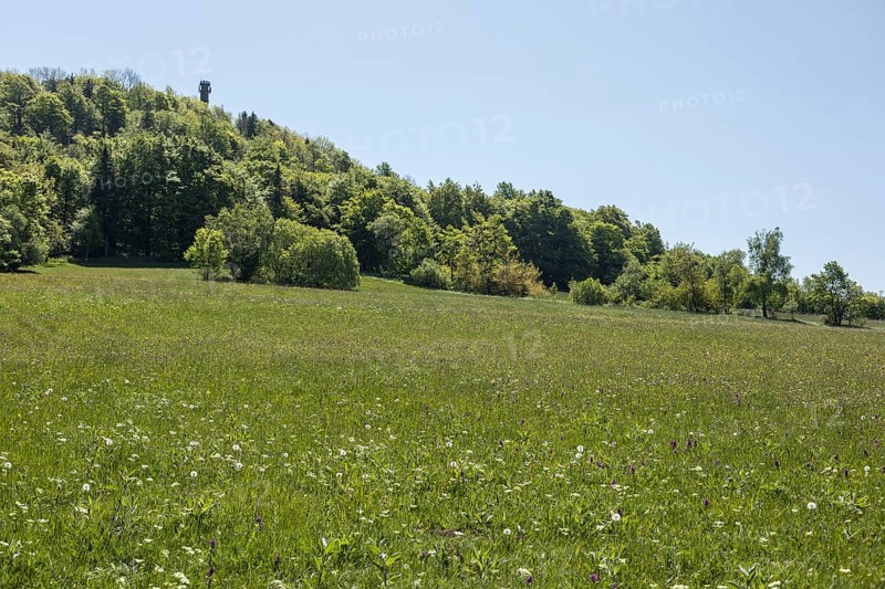 Colourful flowers in the Klengel meadow on the Geisingberg, mountain meadows in the Eastern Ore Mountains, Altenberg, Saxony, Germany