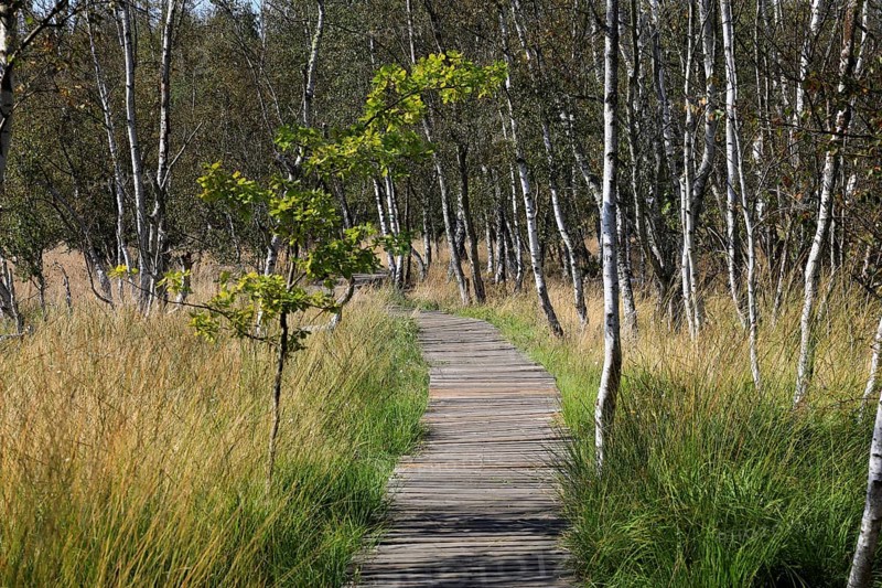 Educational trail and hiking trail, landscape in the Soos, moor, national nature reserve in the Eger basin near Franzensbad, Karlovy Vary region, Bohemia, Czech Republic, Czech Republic
