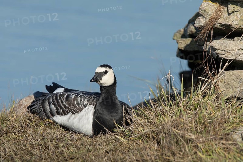 Barnacle Goose (Branta leucopsis), Oland, Sweden