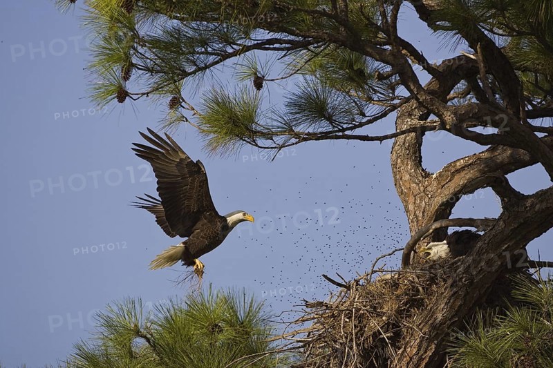 Weisskopfseeadler (Haliaeetus leucocephalus) Bald Eagle