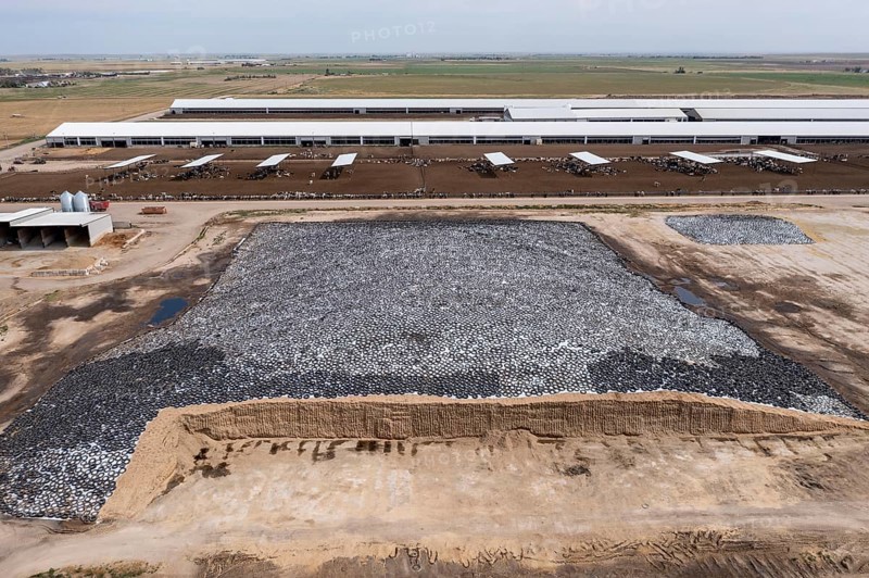 Roggen, Colorado, Fodder for dairy cattle at the Lost Creek Dairy farm. The farm milks 5700 Holsteins. It is one of several large dairy farms owned by Overview Business Holdings. The fodder is covered with tarp, weighted down with tires