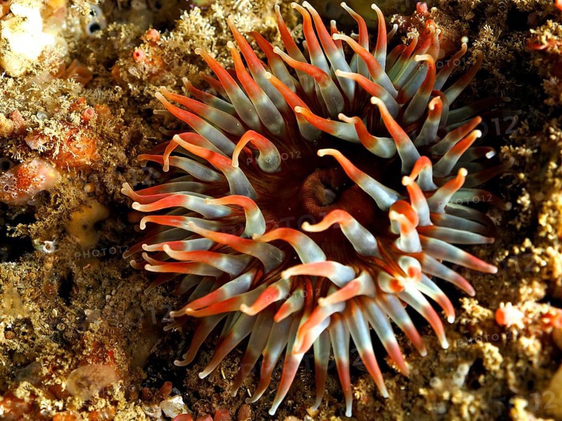 Nymphaea colourata, Dahlia anemone (Urticina felina), with wide open tentacles on the seabed. Dive site Maharees Islands, Castlegregory, Co. Kerry, Irish Sea, North Atlantic, Ireland