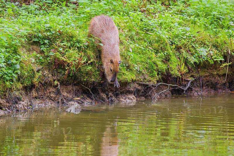 A (greater) capybara (Hydrochoerus hydrochaeris) leaves the riparian vegetation and enters the river bank