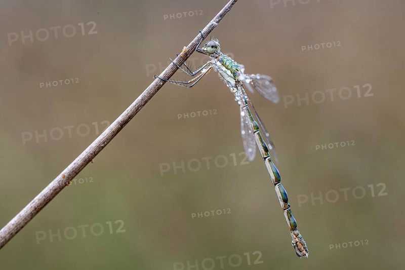 Lestes virens (Lestes virens), Emsland, Lower Saxony, Germany
