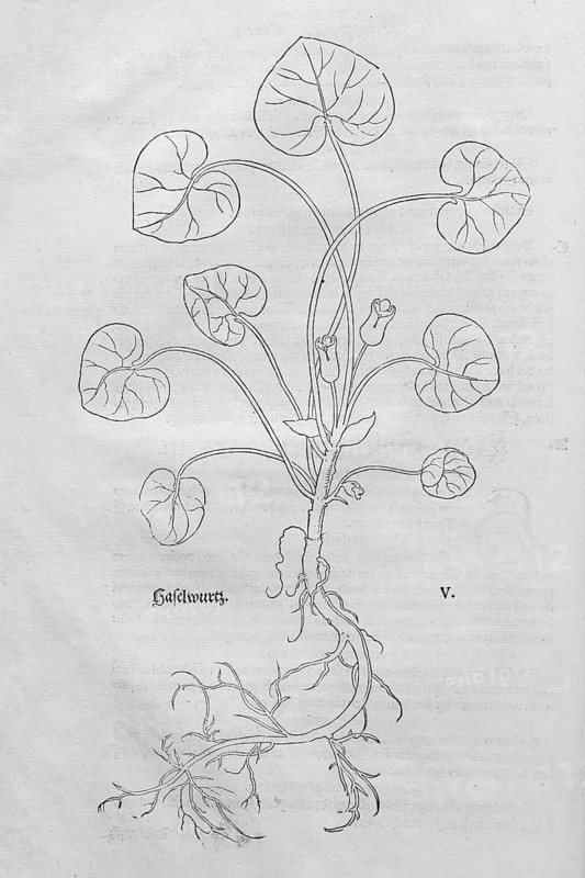 European hazelwort (Asarum europaeum), woodcut by Leonhart Fuchs, from New Kreüterbuch, neues Kräuterbuch, Michael Isingrin, Basel, Switzerland, 1543