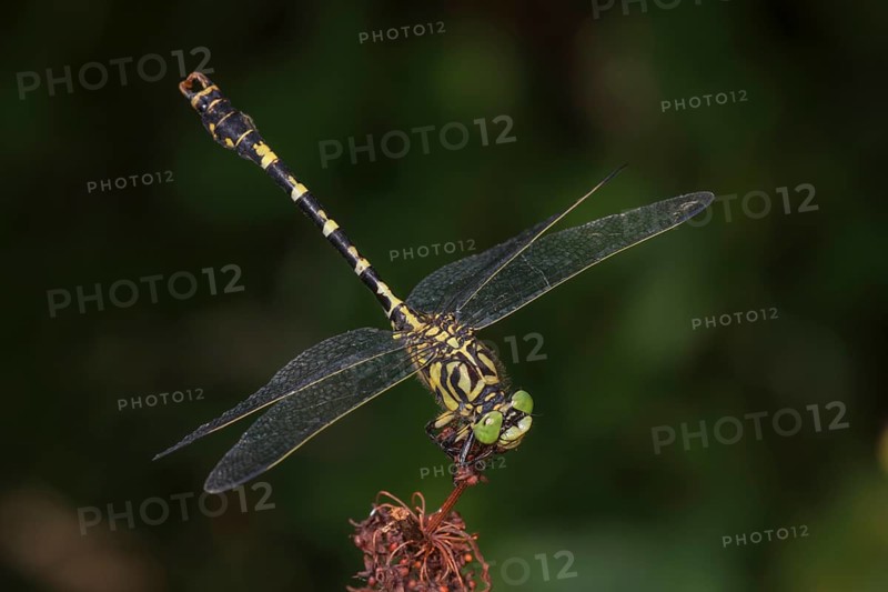 Onychogomphus forcipatus) Male sitting on a brown plant part, surrounded by a blurred green background, Baden-Württemberg, Germany