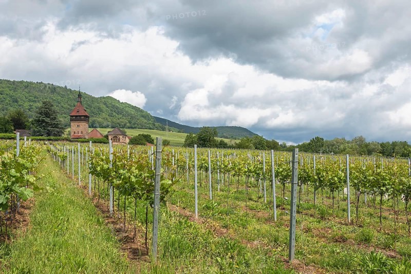 Institute for Grapevine Breeding Geilweilerhof, one of 15 institutes of the Julius Kühn Institute (JKI) - Federal Research Centre for Cultivated Plants. The Geilweilerhof estate was formerly owned by the Eußerthal monastery and is now a listed building, Siebeldingen, German Wine Route (also Southern Wine Route), Southern Palatinate, Palatinate, Rhineland-Palatinate, Germany
