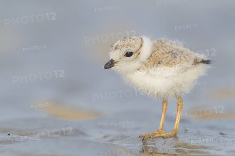 Piping Plover : Crane Beach : Ipswich, MA