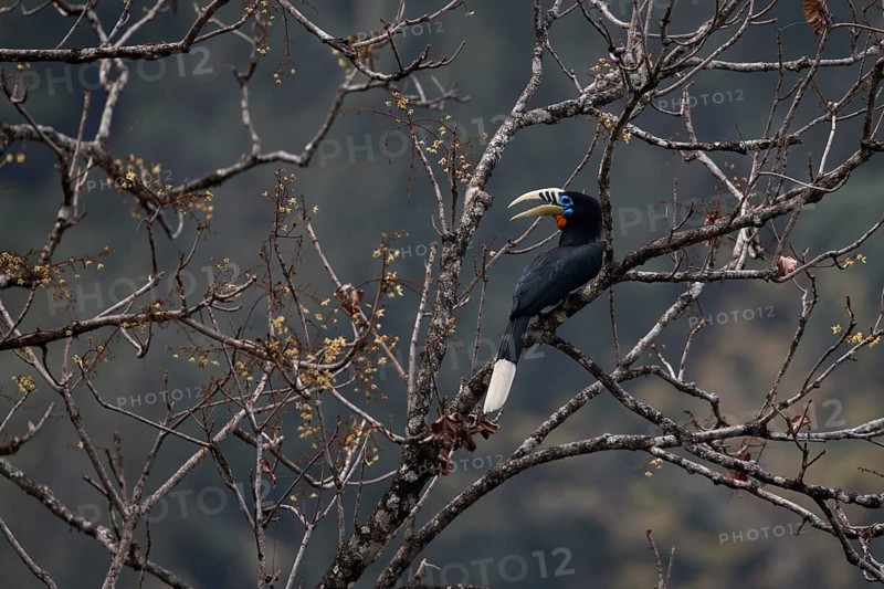 Rufous-necked Hornbill (Aceros nipalensis) male perched in tree, Manas National Park, Bhutan