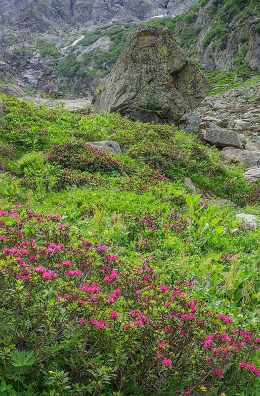 Hairy Alpenrose (Rhododendron hirsutum) or alpine rose, Entracque, province of Cuneo, Italy