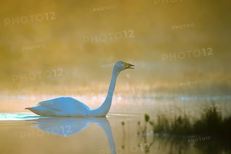 Whooper swan. Cygnus cygnus. Whooper swan crying. Kuusamo area. Finland
