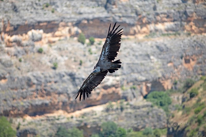 Griffon vulture (Gyps fulvus) in flight, Hoces del Duratón nature reserve, Segovia province, Castile and Leon, Spain